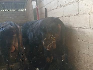 Коровы, быки: Продаю | Бык (самец) | На откорм | Привязанные — 10