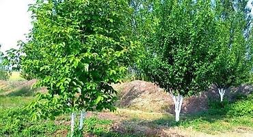fatmayi baglari torpaq satilir: 180 sot, Kənd təsərrüfatı, Kupça (Çıxarış) — 5