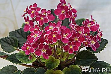 Фиалки и глоксинии: В продаже детки,пасынки сортовых мини и полумини фиалок 🌺🌿🌺 — 12