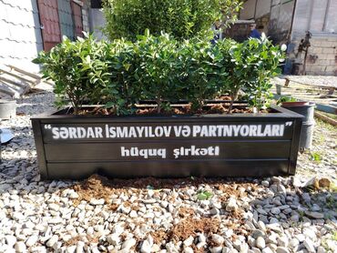 dipçəklər: 100x35x35 olan dipcəkler Gulun hundurluyu 60-70sm Torfu və əkilməsi