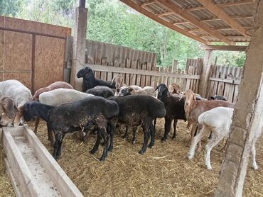 продать животных: Продаю | Баран (самец)