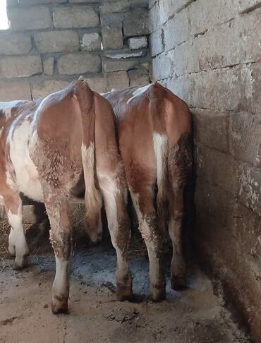 simmental ineklerin satisi: Dişi, Simental, il: 1, 150 kq, Damazlıq, Südlük, Ünvandan götürmə