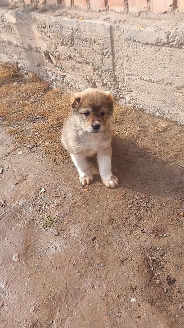 Продажа собак: Алабай, 1 месяц, Самец — 10