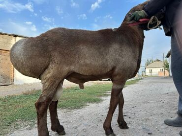 Бараны, овцы: Продаю | Баран (самец) | Полукровка | Для разведения | Осеменитель — 2