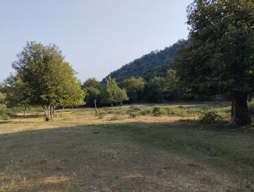 Çöl bitkiləri: Yaşıl otla örtülmüş, yamacın ətəyində yerləşən geniş açıq sahə. Ərazi — 8