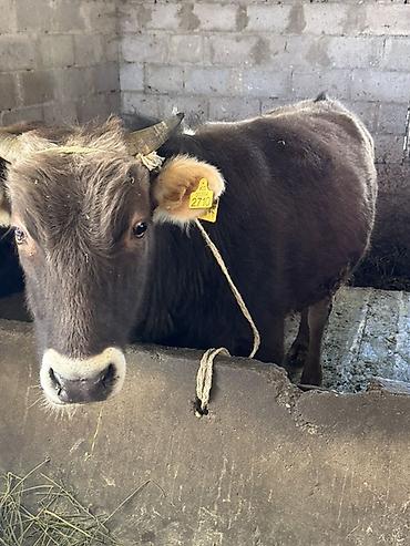 Коровы, быки: Продаю | Бык (самец) | На откорм, На забой | Привязанные — 3