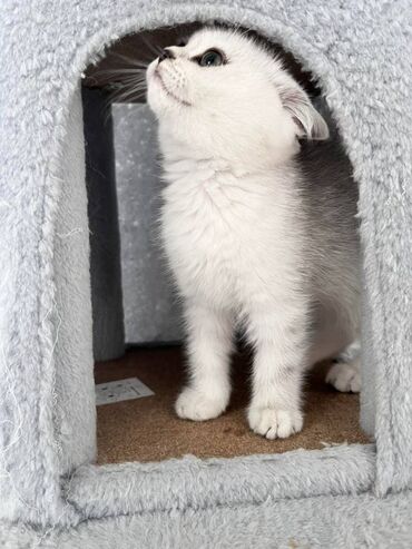 Mačke: Prelepi skotski macici su spremni za rezervaciju. U ponudi: 2 srebrna — 1