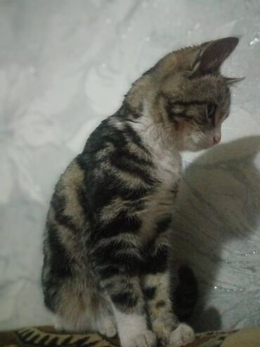 рэгдолл цена бишкек: 4 айлык, Ургаачы