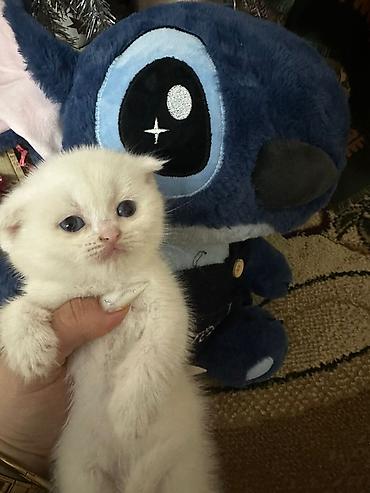 Pişiklər: Şotland yastı qulaq, Erkək, Dişi, Yaxşı əllərə, Ödənişli çatdırılma, Ünvandan götürmə, Rayonlara çatdırılma — 8