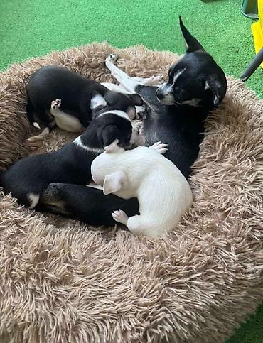 doberman cena: Čivava štene prelepa Civava Chihuahua apple head Kratkodlake čivave — 2