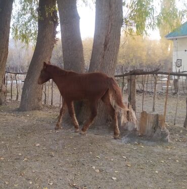 Лошади, кони: Продаю | Жеребенок | Полукровка | Рабочий — 3