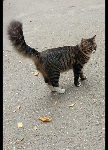 скотиш фолд котята: Шикарный ухоженный котик ищет уютный дом и добрых хозяев. Невероятно — 3