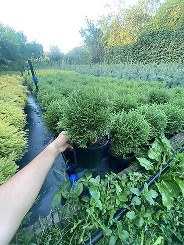 туя токмок: 🌿 Шаровидные туи в наличии! 🌿 Добавьте вашему участку аккуратный и — 2