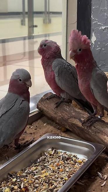 куплю коня: Розовые какаду (Galah, Eolophus roseicapilla) Продаю птенца ! 2 — 2