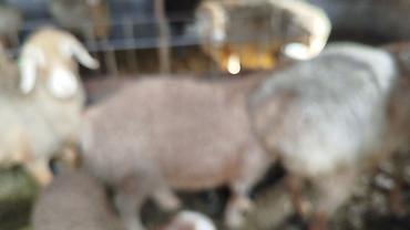 Баран, овца: Продаю | Овца (самка) | Для разведения | Матка — 2