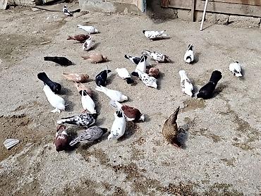 göyərcinlər: Salam quşlar hoptom satilir usd usde 5manatdan asaqi yeri yoxdur uz — 3