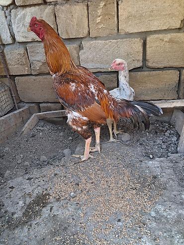 xoruz heyratı: Salam xoruz tek satilir sonu 60azn qani Turk Patel real alicilar — 3
