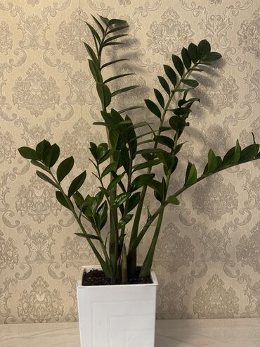 Другие комнатные растения: 1.Продается долларовое дерево 2000сом 2.Женское счастье 1000сом