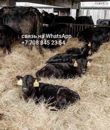 продажа поросят дюрок: Продаю | Корова (самка), Бык (самец), Тёлка | На откорм, На забой, Для разведения