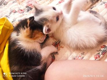 реальному: Котята домашние, ласковые и игривые. Описание: - Окрас: один — 3