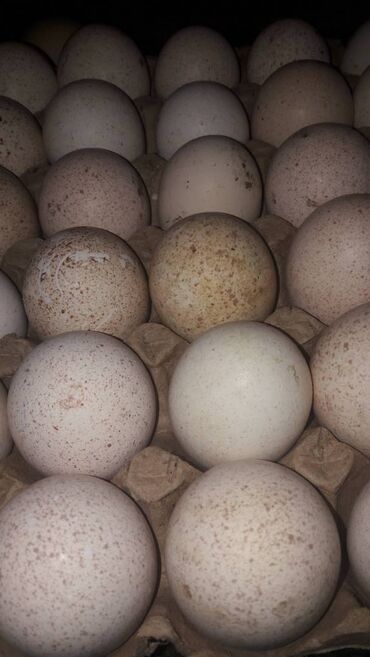 С/х животные и товары: Продаю инкубационные, свежие индюшиные яйца гибридных индюшек (черный