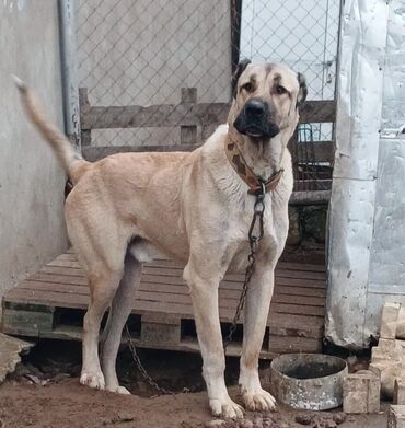 İtlər: Qurdbasar, 2 il, Erkek — 4