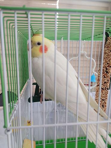 Digər quşlar: Corella rucnoydu tecili satilir — 9