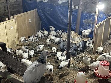 dark brama: Toyuq, Brama, Damazlıq, Ödənişli çatdırılma — 3