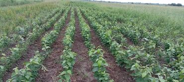 Tinglər: Hər növ meyvə aqcların satşı hər bir sort var çadrlma pulsuzdur meyvə — 4