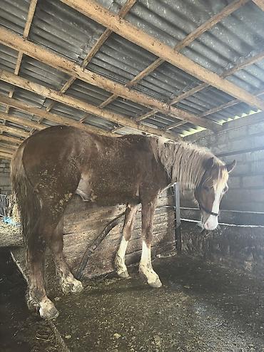Лошади, кони: Продаю | Кобыла (самка), Конь (самец), Жеребенок | Полукровка | На забой, Для разведения, Для молока — 33