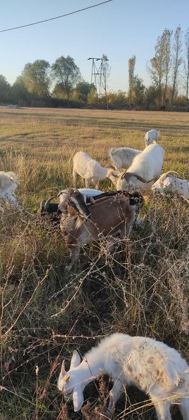купить домик для кота: 2 təkə 42 ədəd dişi kecilər var Təkəsini alib hamisi bogazdi kom