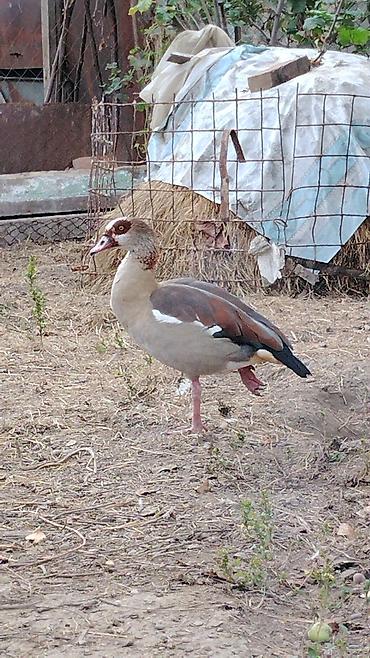 balaca it cinsləri: Misir qazıdır (Nil qazı da deyilir) (Egyptian Goose). Evcilləşdirib — 2
