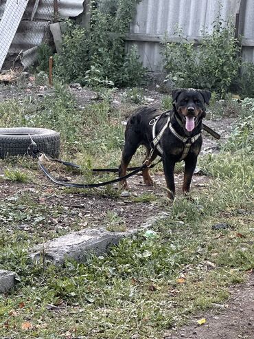 собака афчарка: Ротвейлер, 2 года, Самец, С прививкой