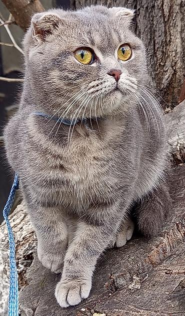 Pişiklər: Şotland, Dişi — 1