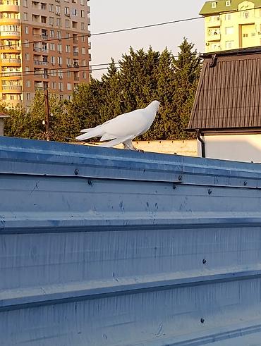 qara toyuq quşu: Salam Aleykum Goyercinlerin coxu tutulmalardi satilir Qiymetler 8 azn — 4