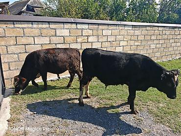 Телята: Məhsul: Erkək danalar (2 baş) 8 aylıq danalardı, cavan inekle — 3