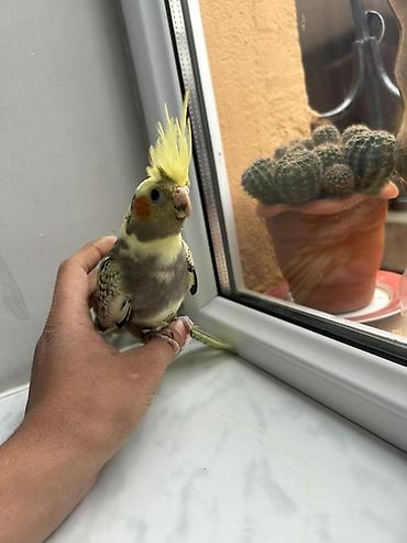 Quşlar: Nymph paraket (cockatiel) – sarı çəlpaq və boz-qara naxışlı tüklər — 5