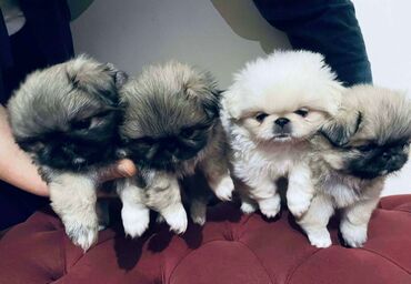 it heyvan: Pekines, 2 ay, Dişi, Ünvandan götürmə