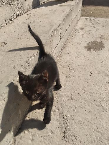 Отдам даром кошку: Черный котенок - Окрас: насыщенно-черный, короткая гладкая шерсть - — 1