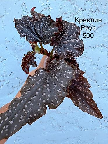 Бегонии: Продаю комнатные цветы. Бегонии декоративно-лиственные, кодиум — 3