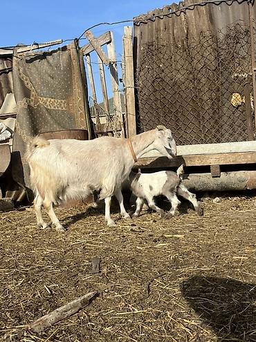 husky balası: Südlük keçi balası ilə birlikdə - Cins: ağ rəngli süd tipi keçi - — 3