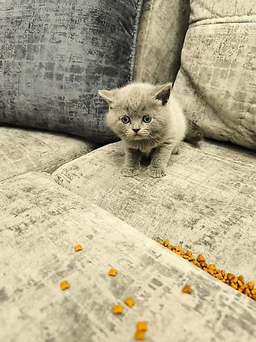 Pişiklər: Şotland — 5