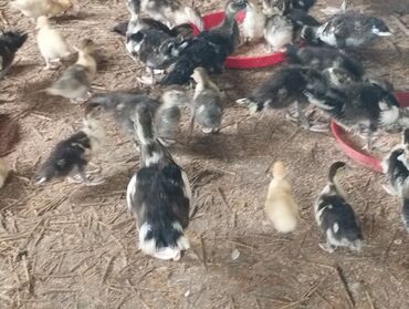 Inəklər, öküzlər: 20 günlük və 50 günlük ördək balaları. 20 günlük