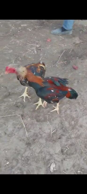 cuce ve xoruz temsili: Salam dosdumda 2 dene super 2 illiy esil doyuwe ve ya damazdiqa isulu