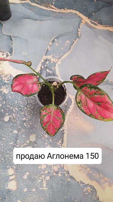 болгарка 180 цена бишкек: Продаю цветы — 3