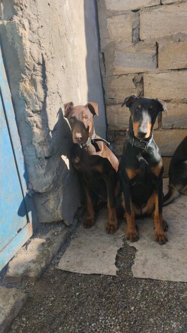 İtlər: Doberman, 5 ay, Dişi, Sənədli