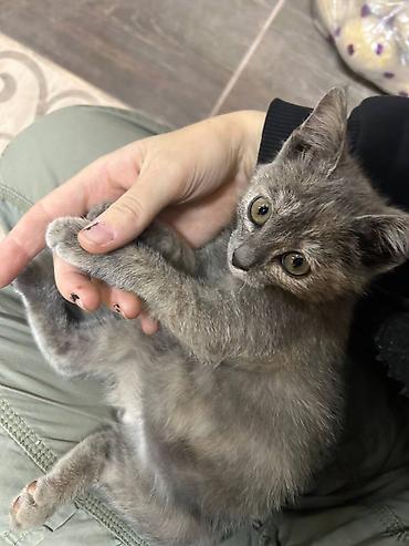 серая кошка: Кошка даром: Беспородная, 2 месяца, Мальчик — 1