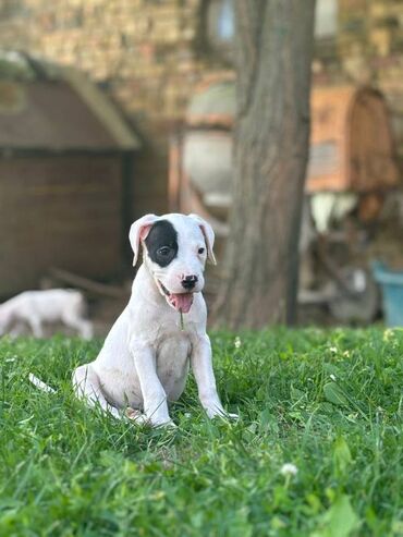 Psi: U ponudi štenci rase Dogo Argentino, oštenjeni 17.05.2025. Uredno — 5