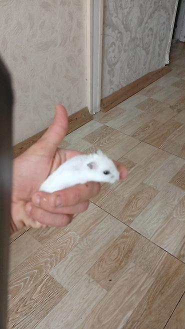 hemıstır: Qəfəs qarisiq 100 manat Cırtdan hamsterlər (ağ və boz rənglər) – Növ — 6