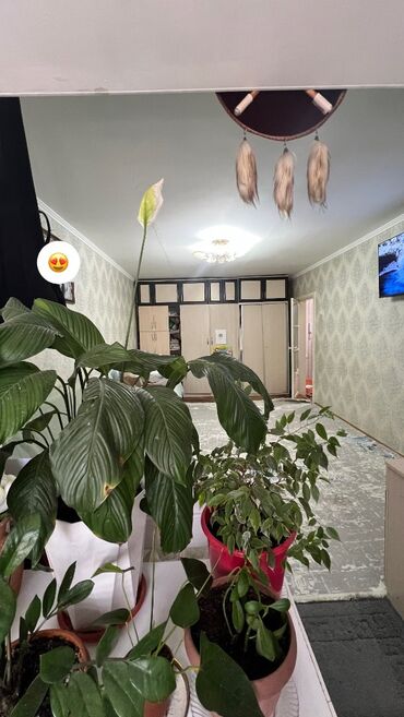 квартира в аренду в оше: 1 комната, Собственник, Без подселения